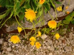 2013-08-18_Regina-F-Rau_Schachen_Blumen  (080).JPG
